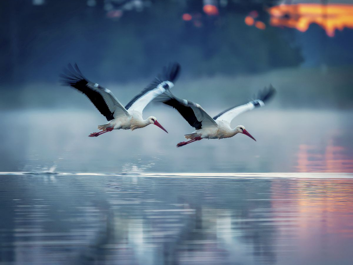 Majestätischer Flug über den See.