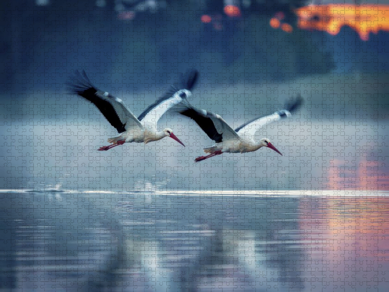 Majestätischer Flug über den See.