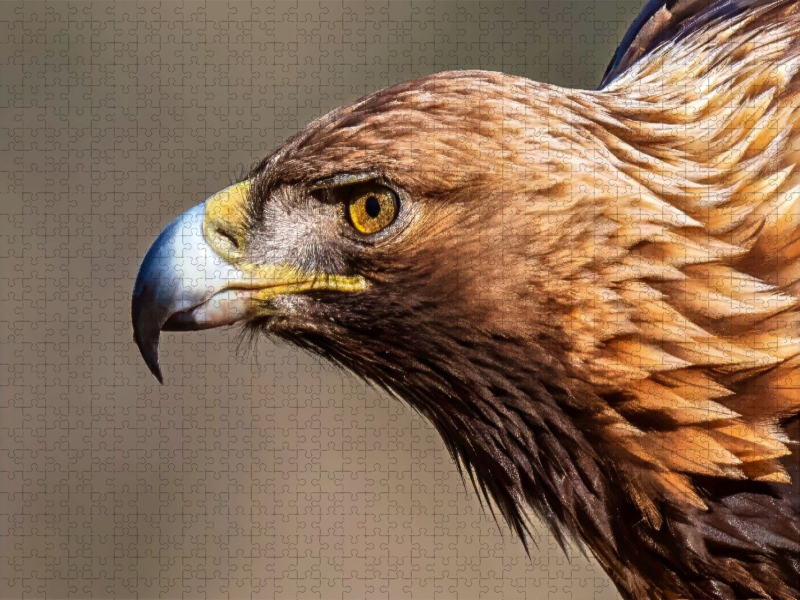 Steinadler – Der Blick des Königs