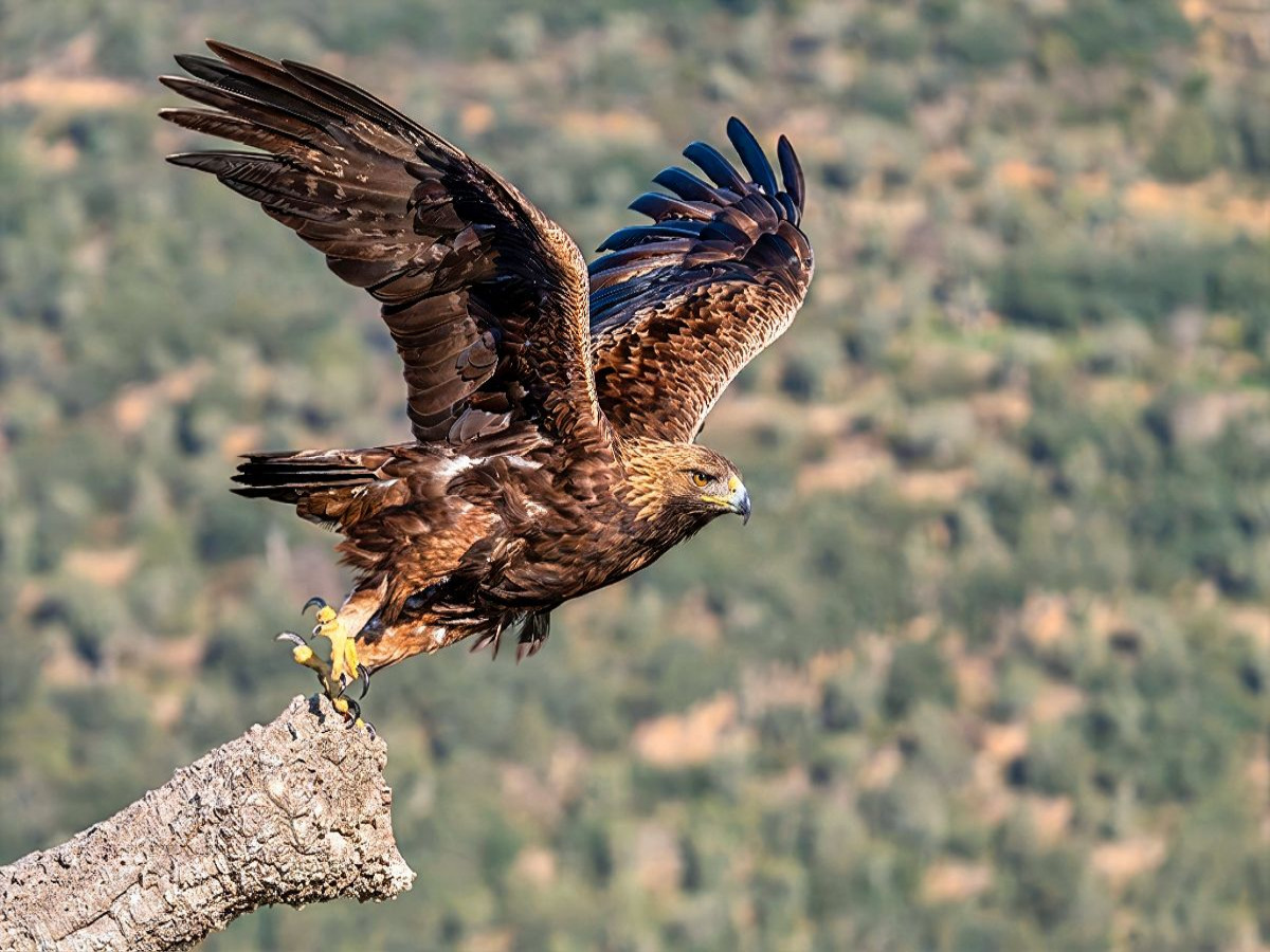 Steinadler – Kraftvoller Aufbruch