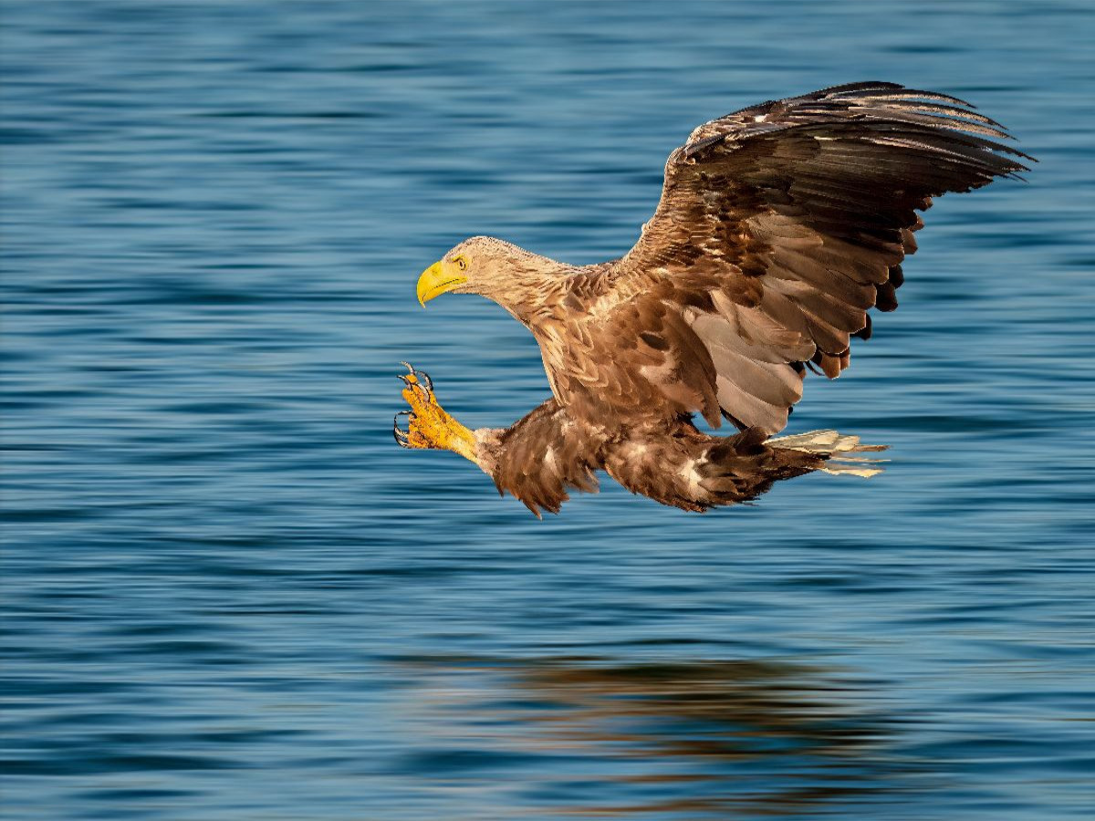 Seeadler – Sekunden vor dem Zugriff
