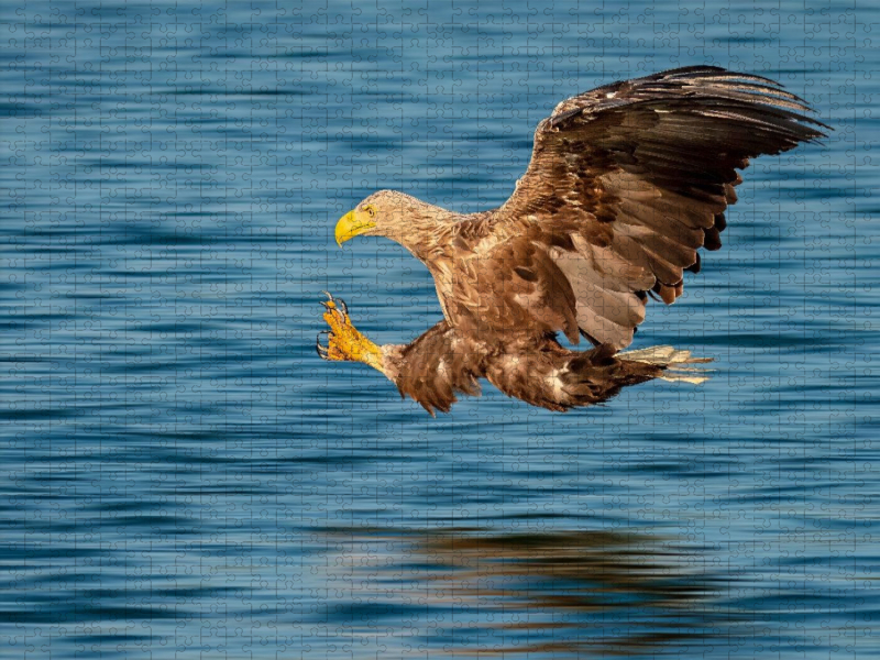Seeadler – Sekunden vor dem Zugriff