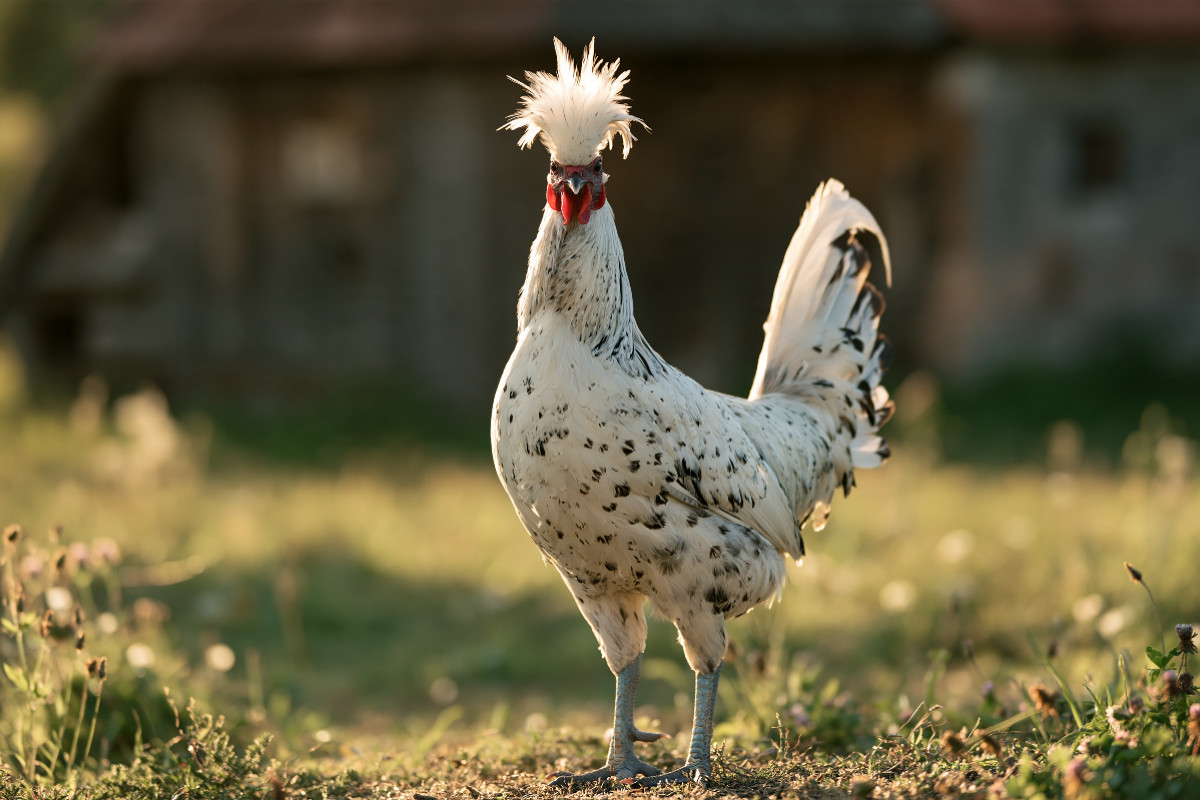 Appenzeller Spitzhaube, Frisur sitzt, Blick auch