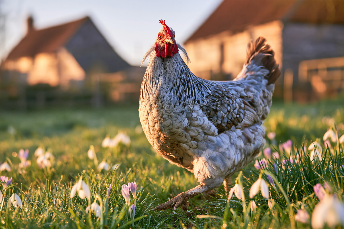 Araucana, Frühlingsluft im Federkleid