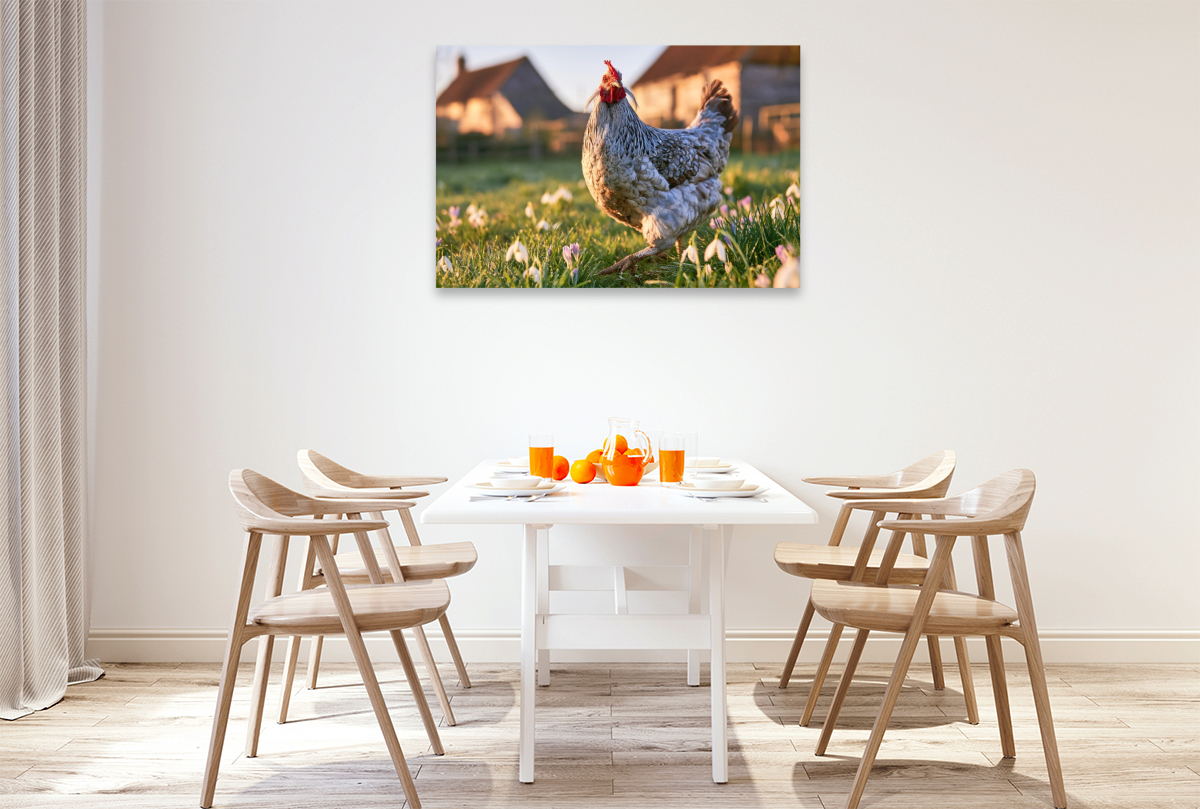 Araucana, Frühlingsluft im Federkleid
