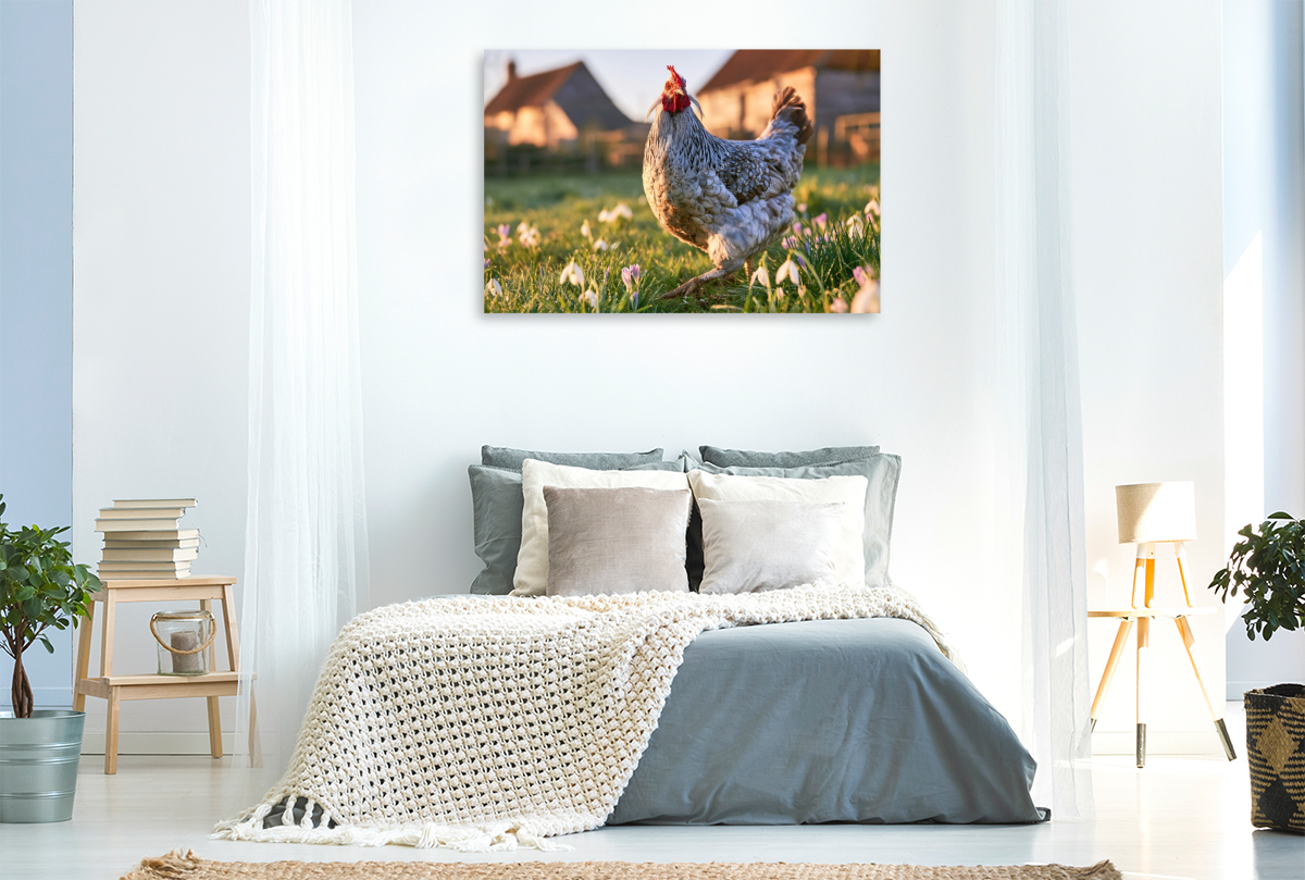Araucana, Frühlingsluft im Federkleid