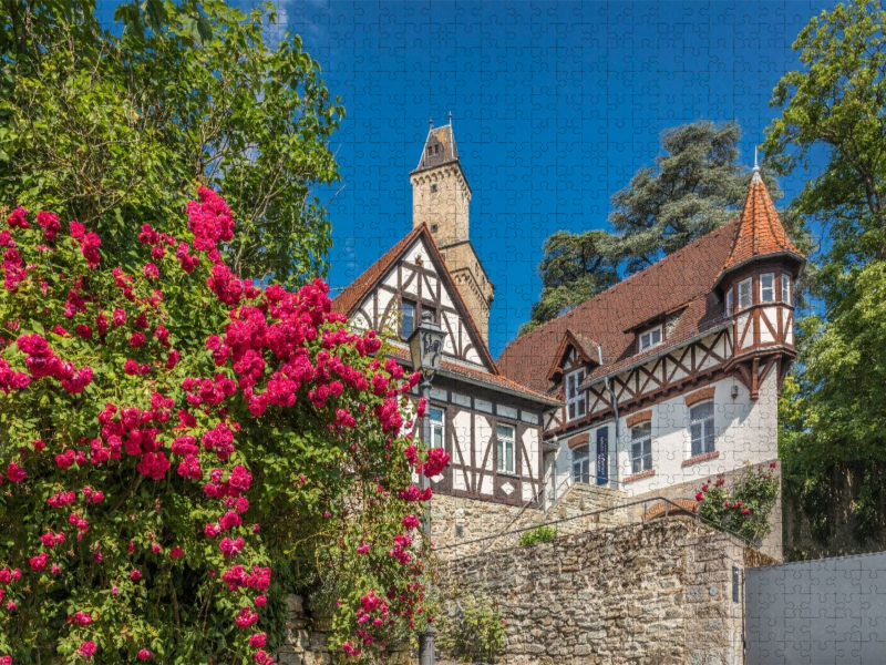Heckenrosen am Eingang zur Burg Kronberg, Hessen