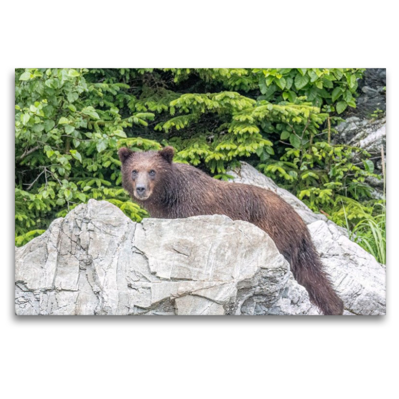 Bär vor dem grünen Wald