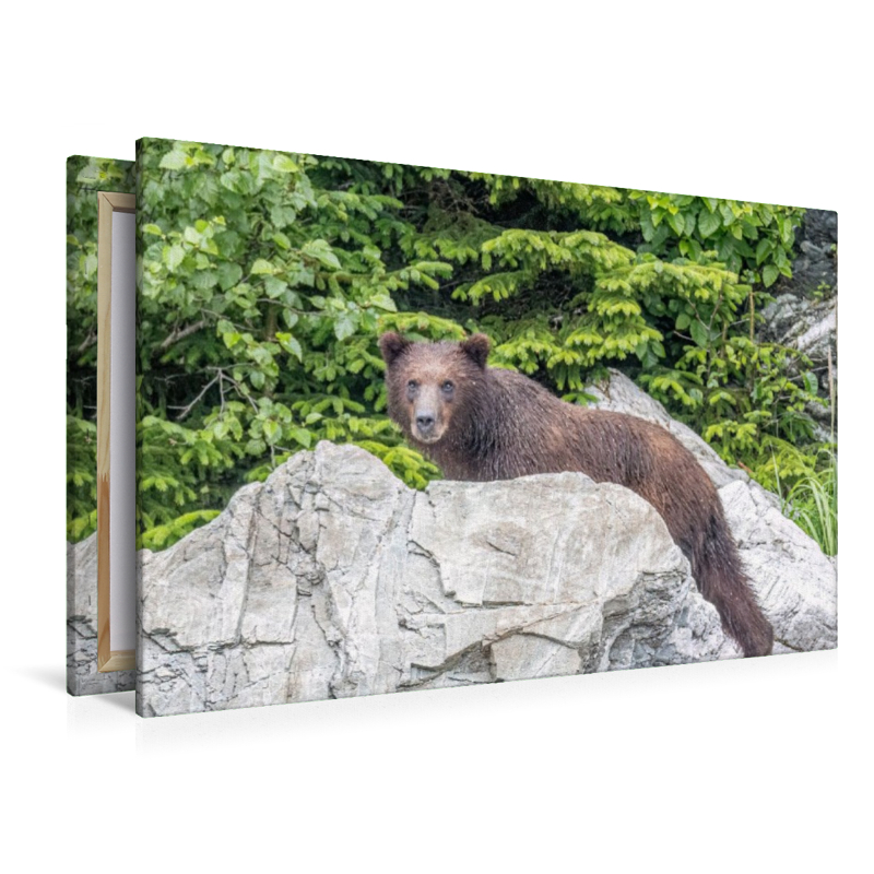 Bär vor dem grünen Wald