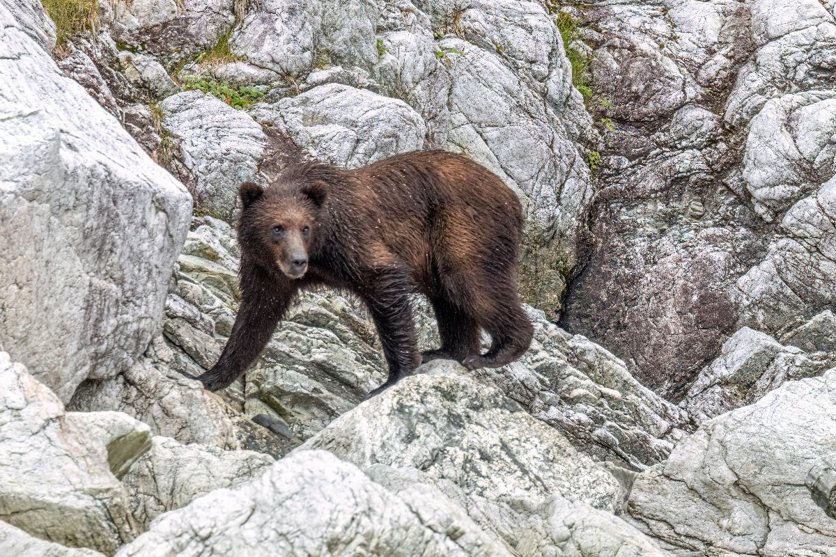 Bär in der Felslandschaft