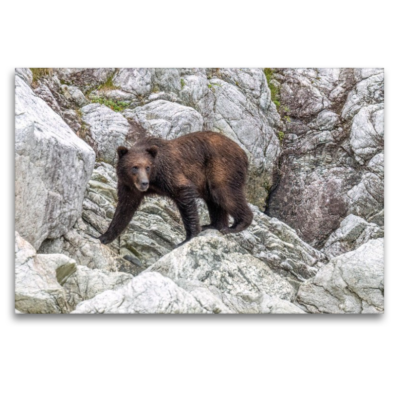 Bär in der Felslandschaft