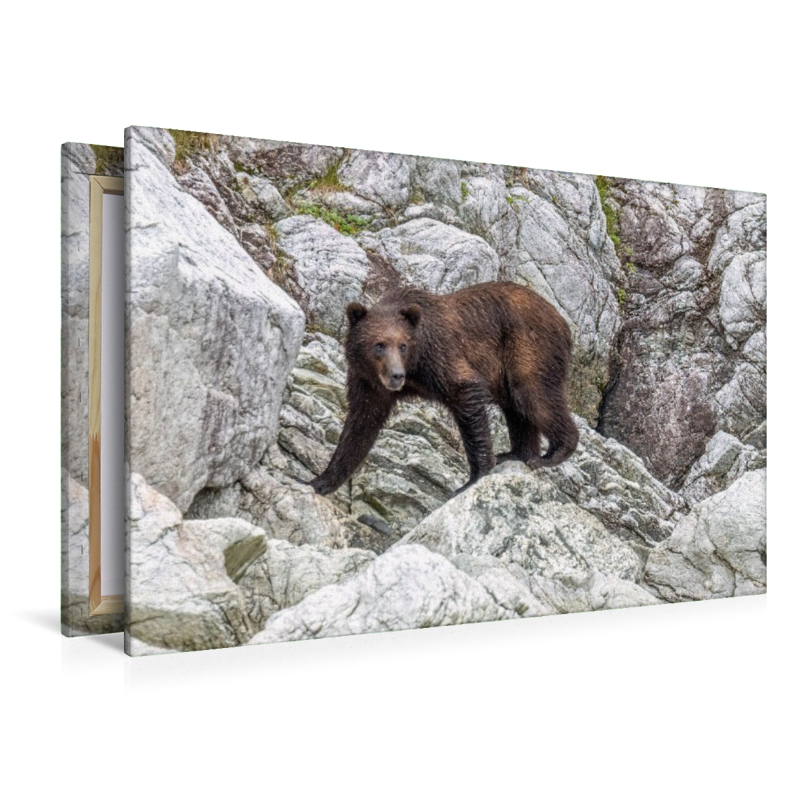 Bär in der Felslandschaft