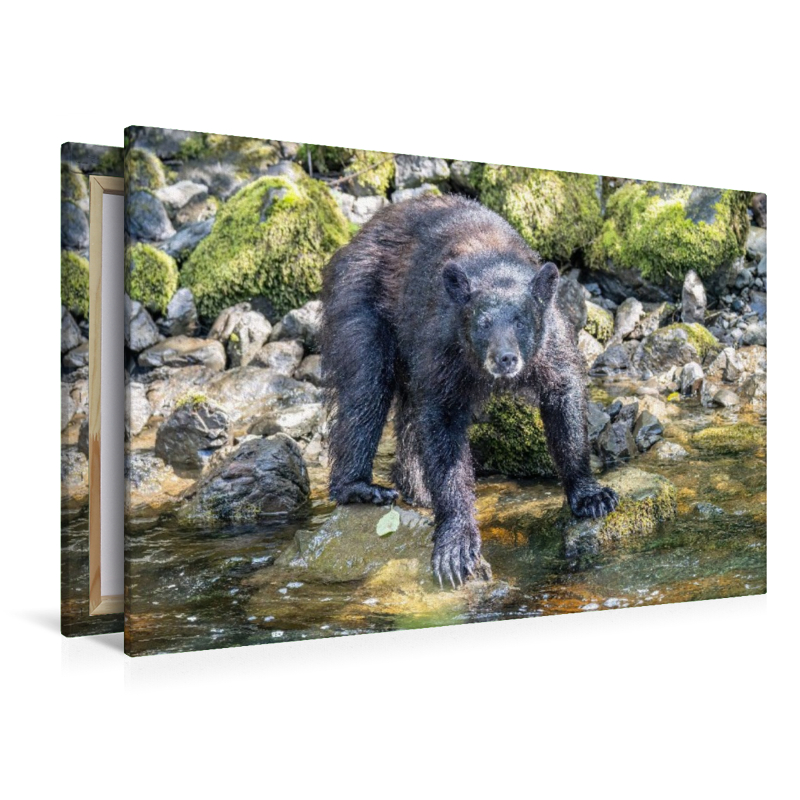 Schwarzbär am Wasser