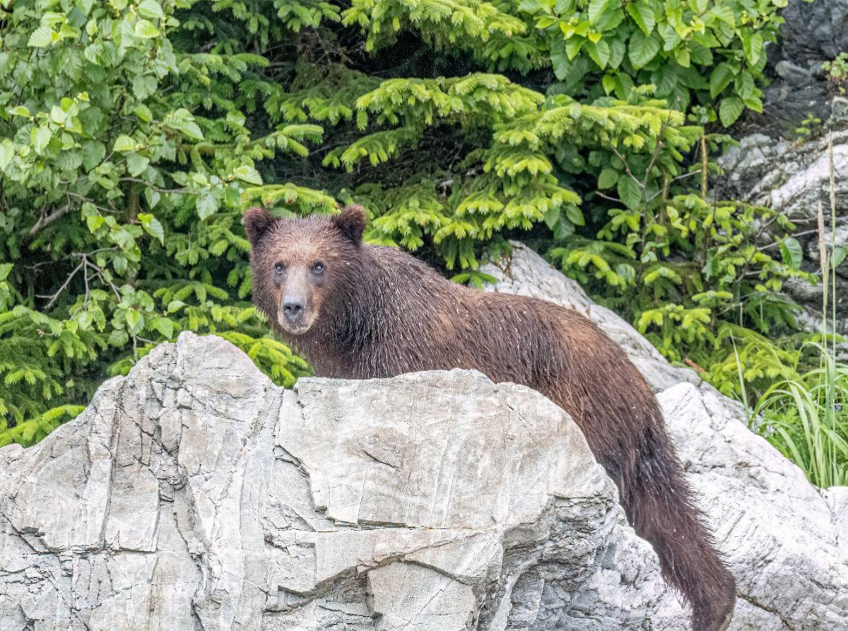 Bär vor dem grünen Wald