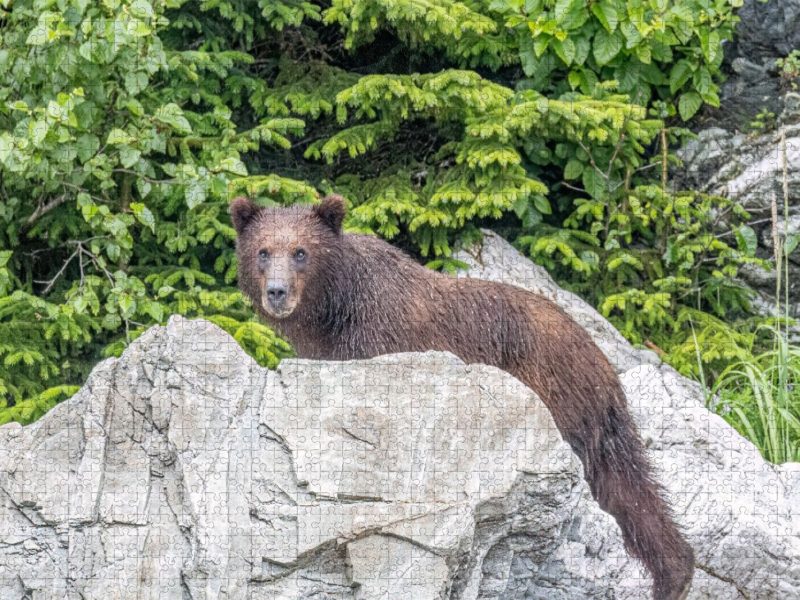 Bär vor dem grünen Wald