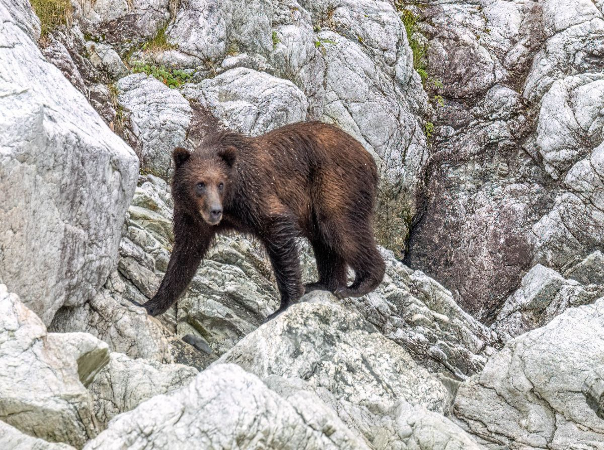 Bär in der Felslandschaft