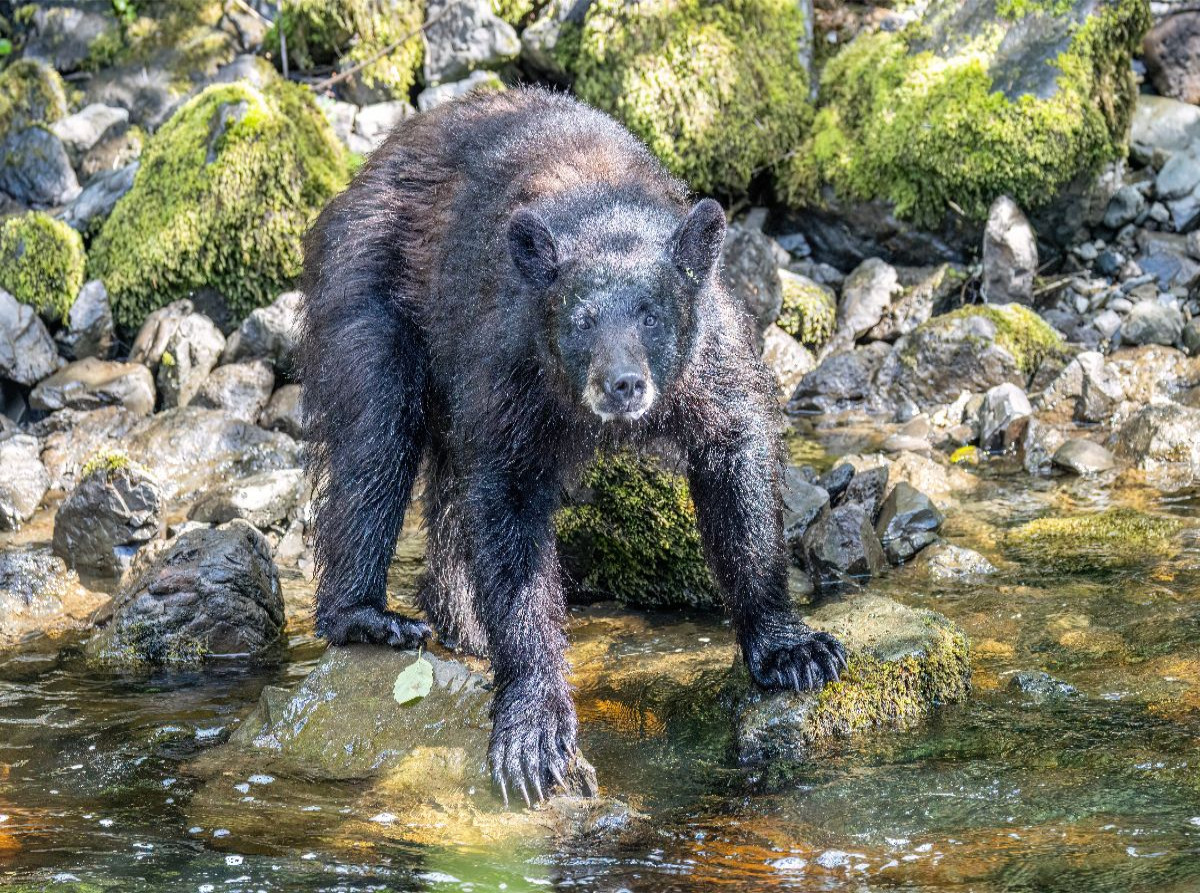 Schwarzbär am Wasser