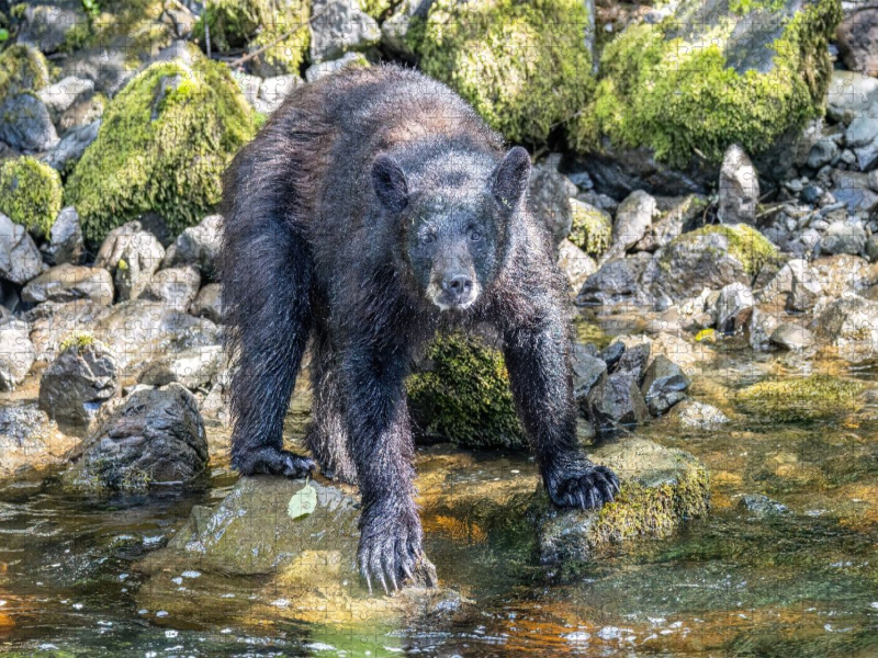 Schwarzbär am Wasser