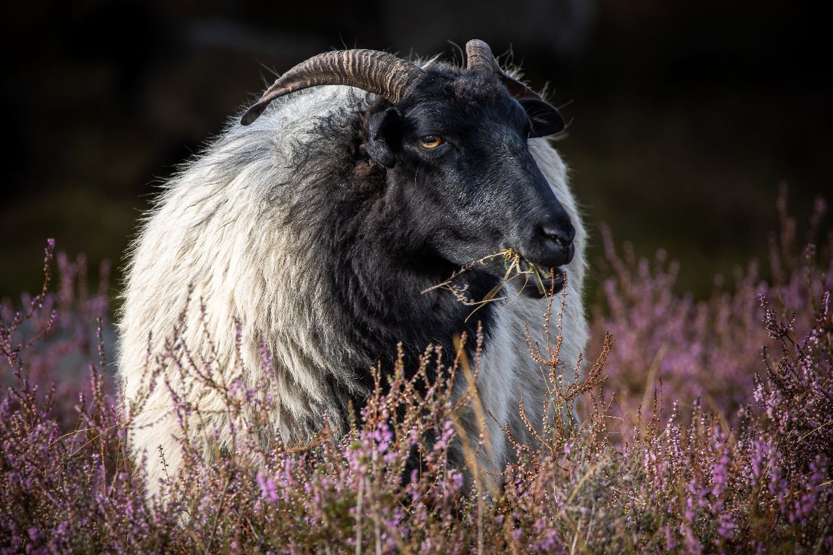 Heideschaf