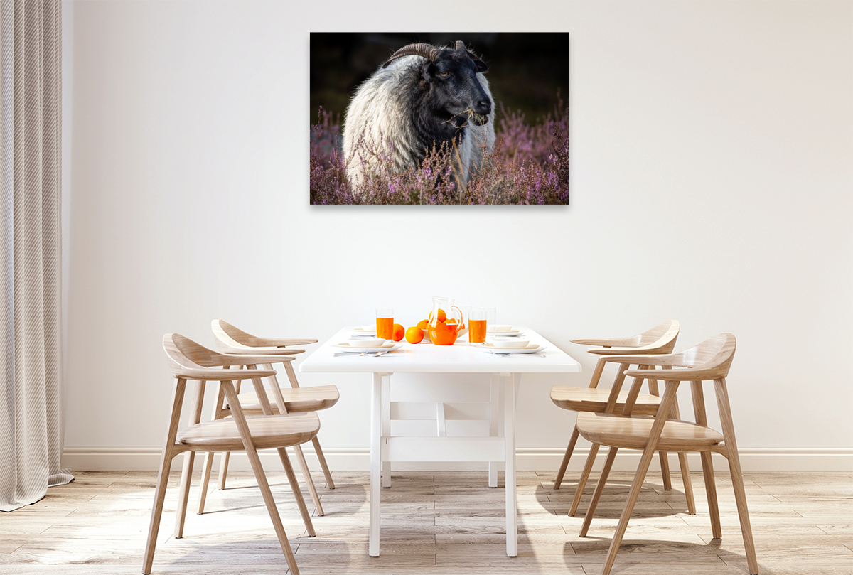 Heideschaf