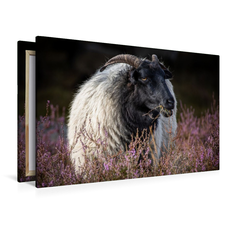 Heideschaf