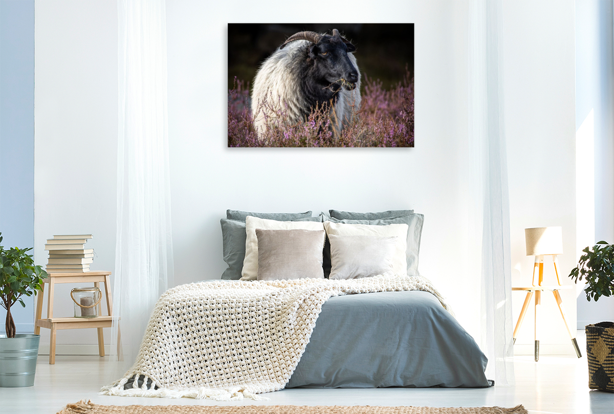 Heideschaf
