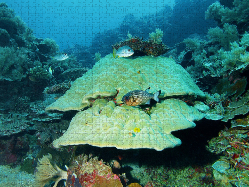 Imposante Unterwasserlandschaft im Inselparadies Palau!