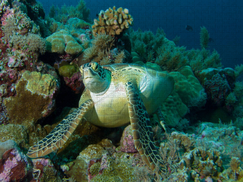 Unterwasserfotografie einer Meeresschildkröte in einem Korallenriff vor Palau