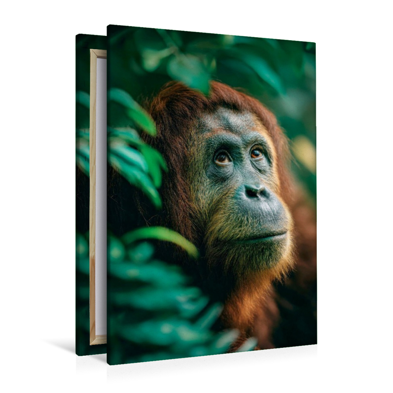 Orang Utan - Seele des Dschungels