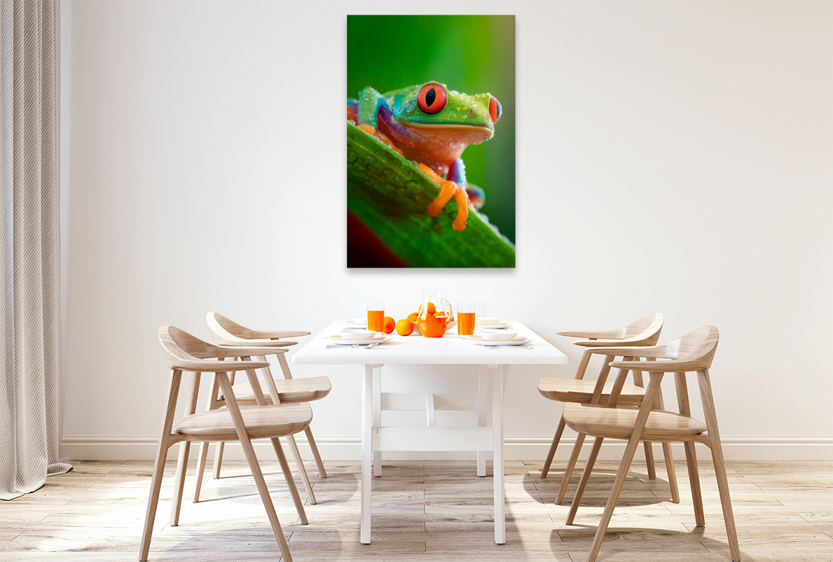 Rotaugenlaubfrosch - Farben der Wildnis