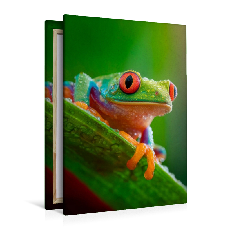 Rotaugenlaubfrosch - Farben der Wildnis