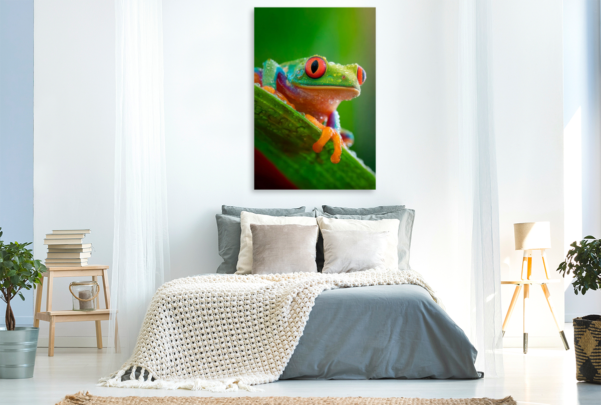 Rotaugenlaubfrosch - Farben der Wildnis