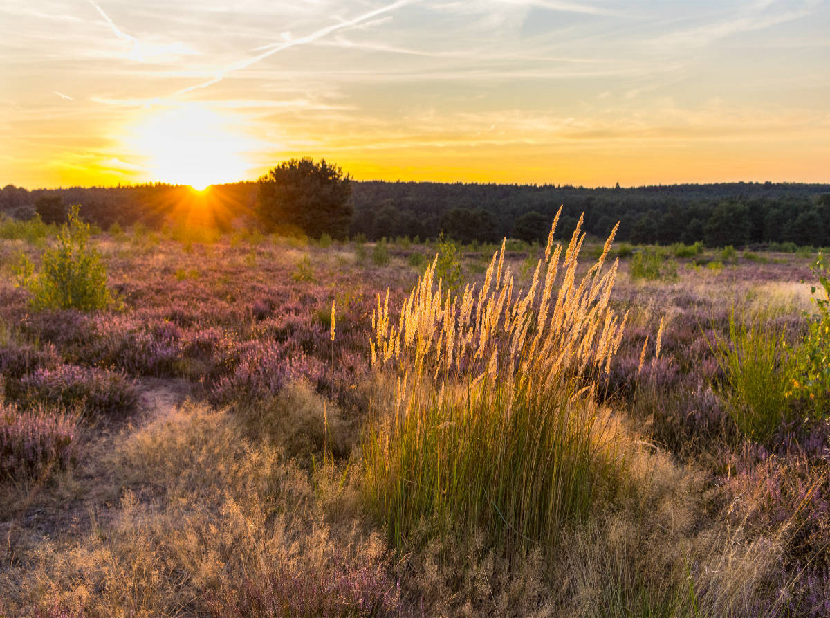 Sonnenuntergang in der Mehlinger Heide