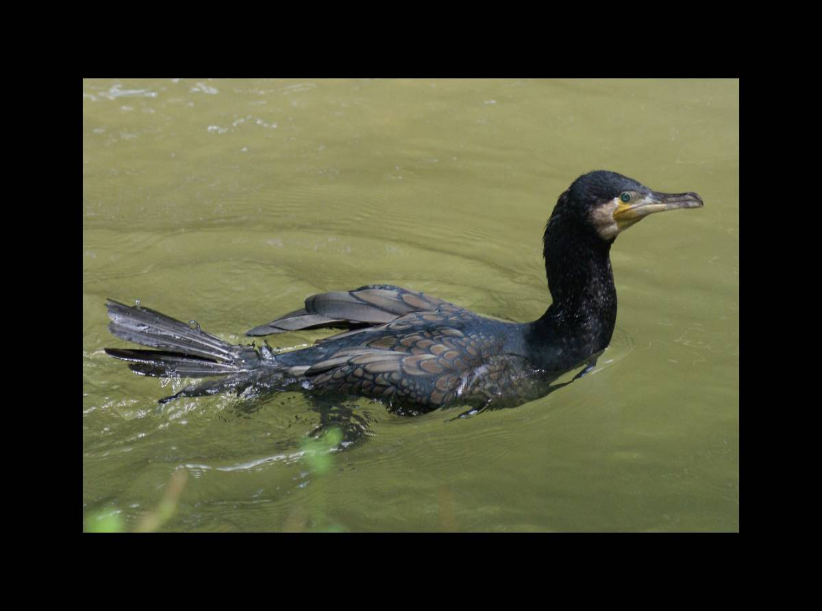 Kormoran (Phalacrocorax carbo)