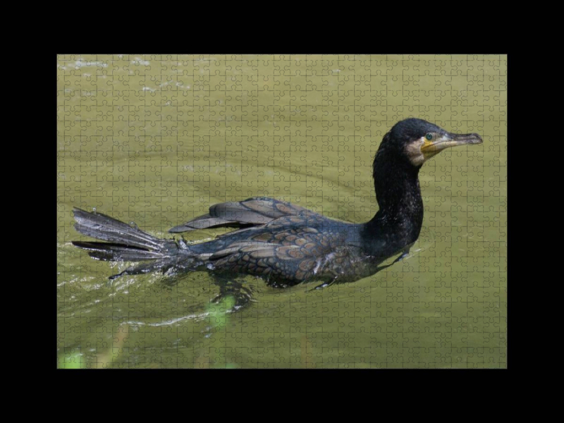 Kormoran (Phalacrocorax carbo)