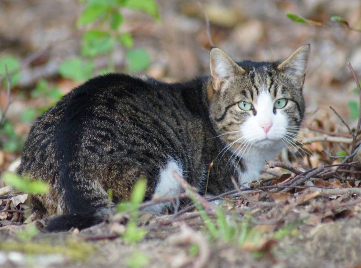 Hauskatze am Waldrand
