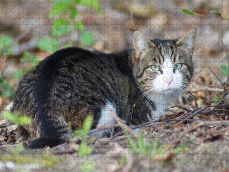 Hauskatze am Waldrand