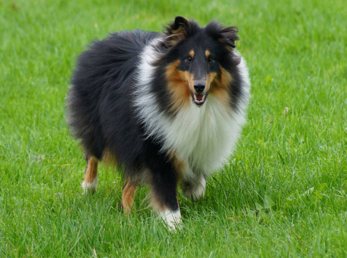 Langhaar Collie auf der Wiese