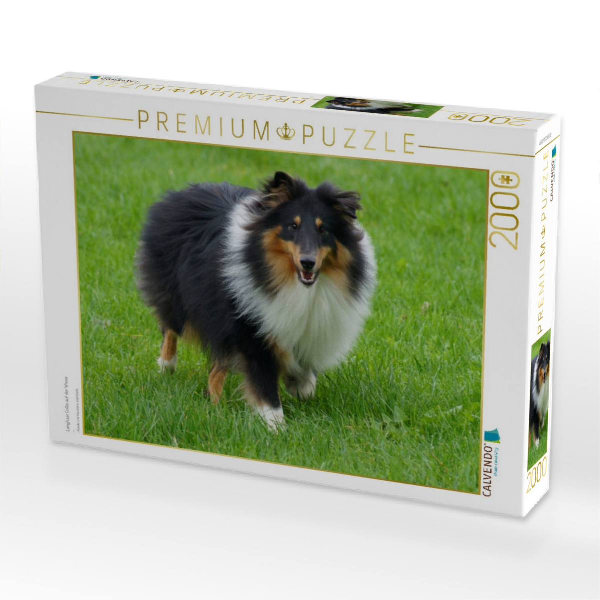 Langhaar Collie auf der Wiese