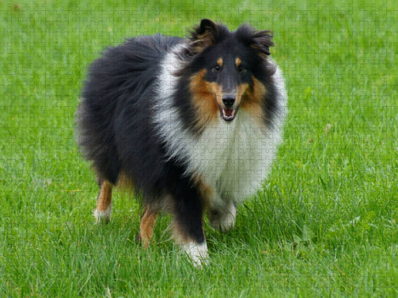 Langhaar Collie auf der Wiese