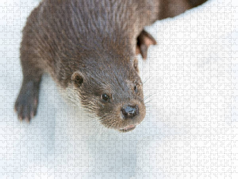 Fischotter
