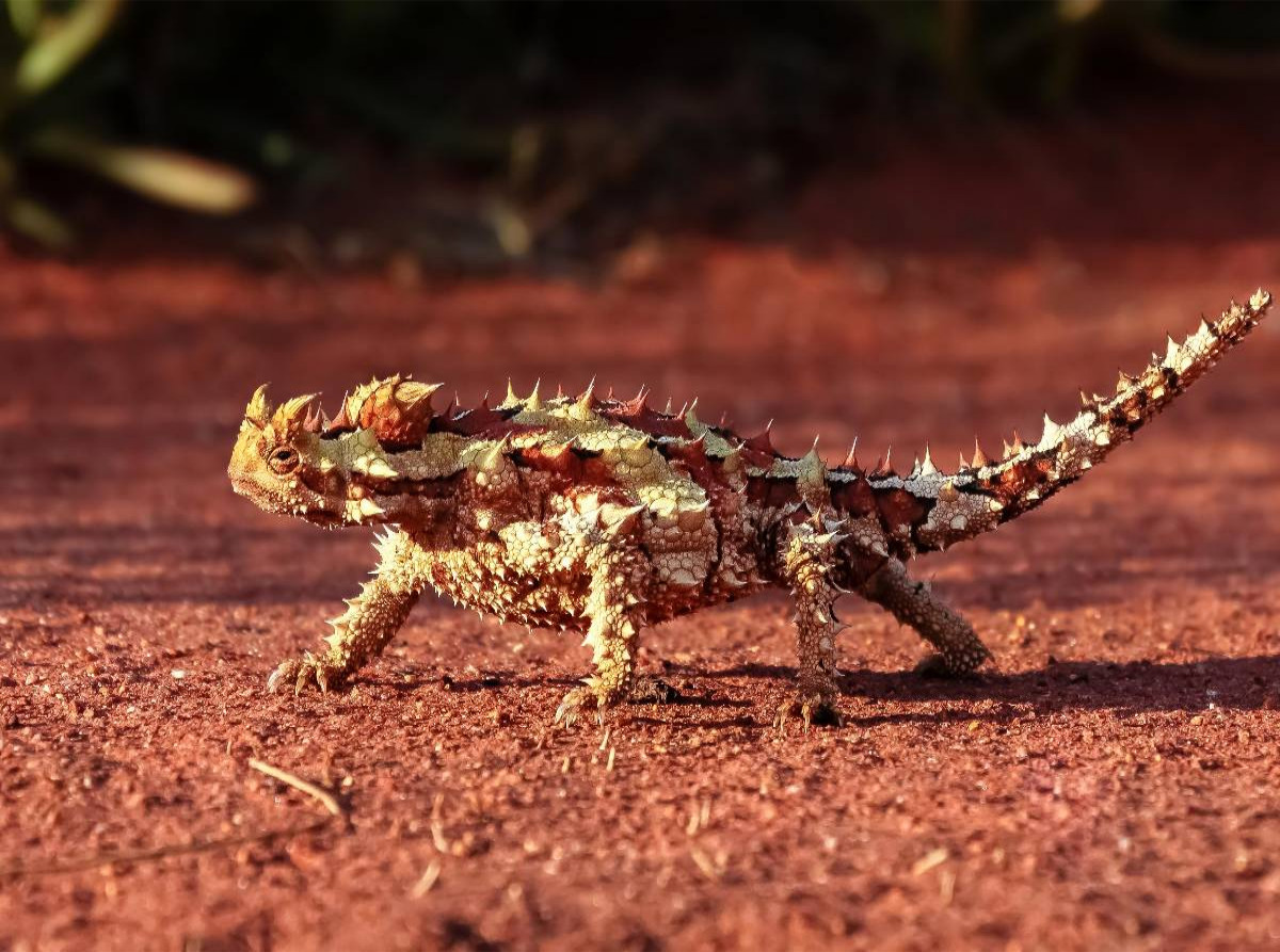 Dornteufel im australischen Outback