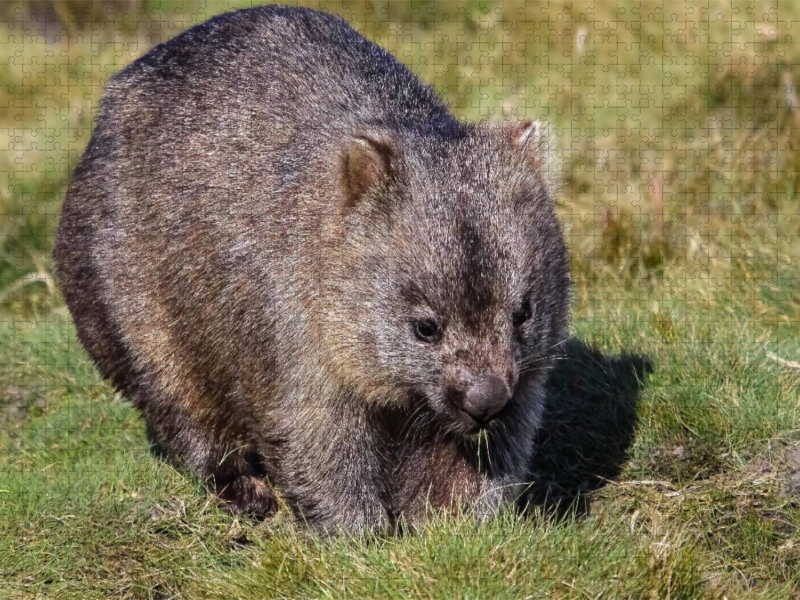 Nacktnasenwombat (Vombatus Ursinus)