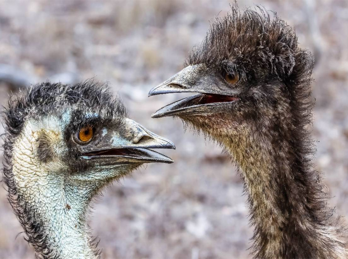 Emus in den  Mareeba Wetlands