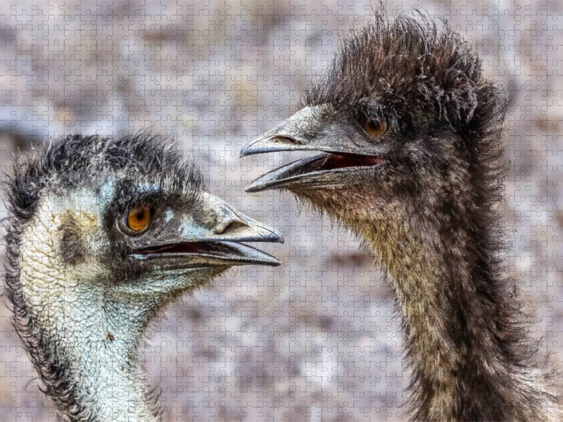Emus in den  Mareeba Wetlands