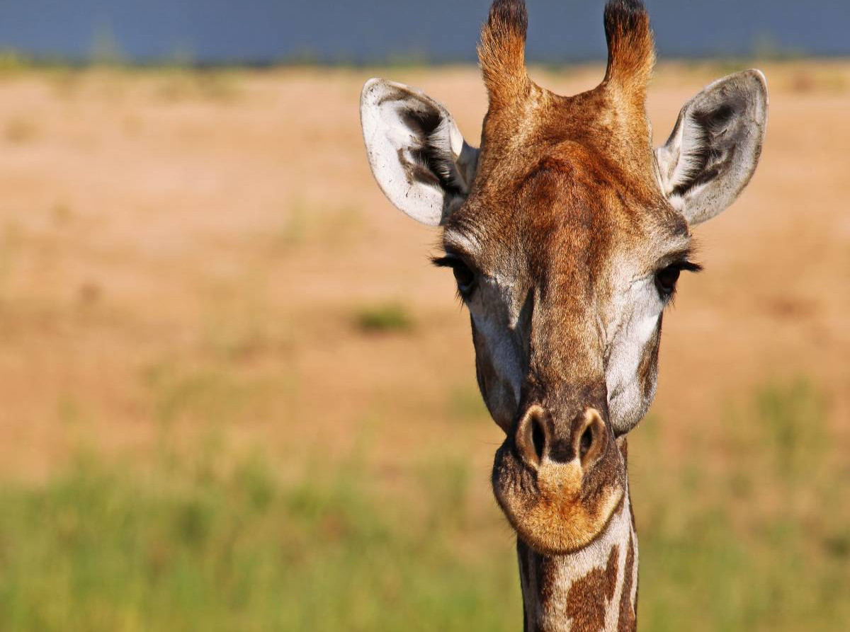 Auge in Auge mit der Giraffe