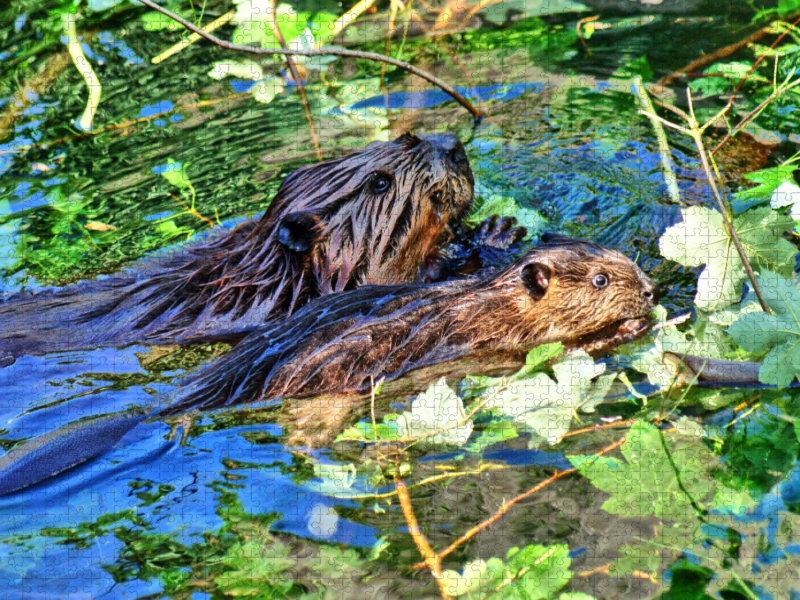 Biber mit Jungtier