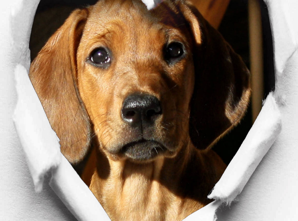 Rhodesian Ridgeback - eine Liebe fürs Leben -