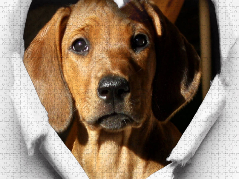 Rhodesian Ridgeback - eine Liebe fürs Leben -