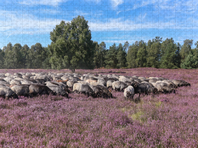 Heidschnuckenherde im Naturpark Höpen bei Schneverdingen